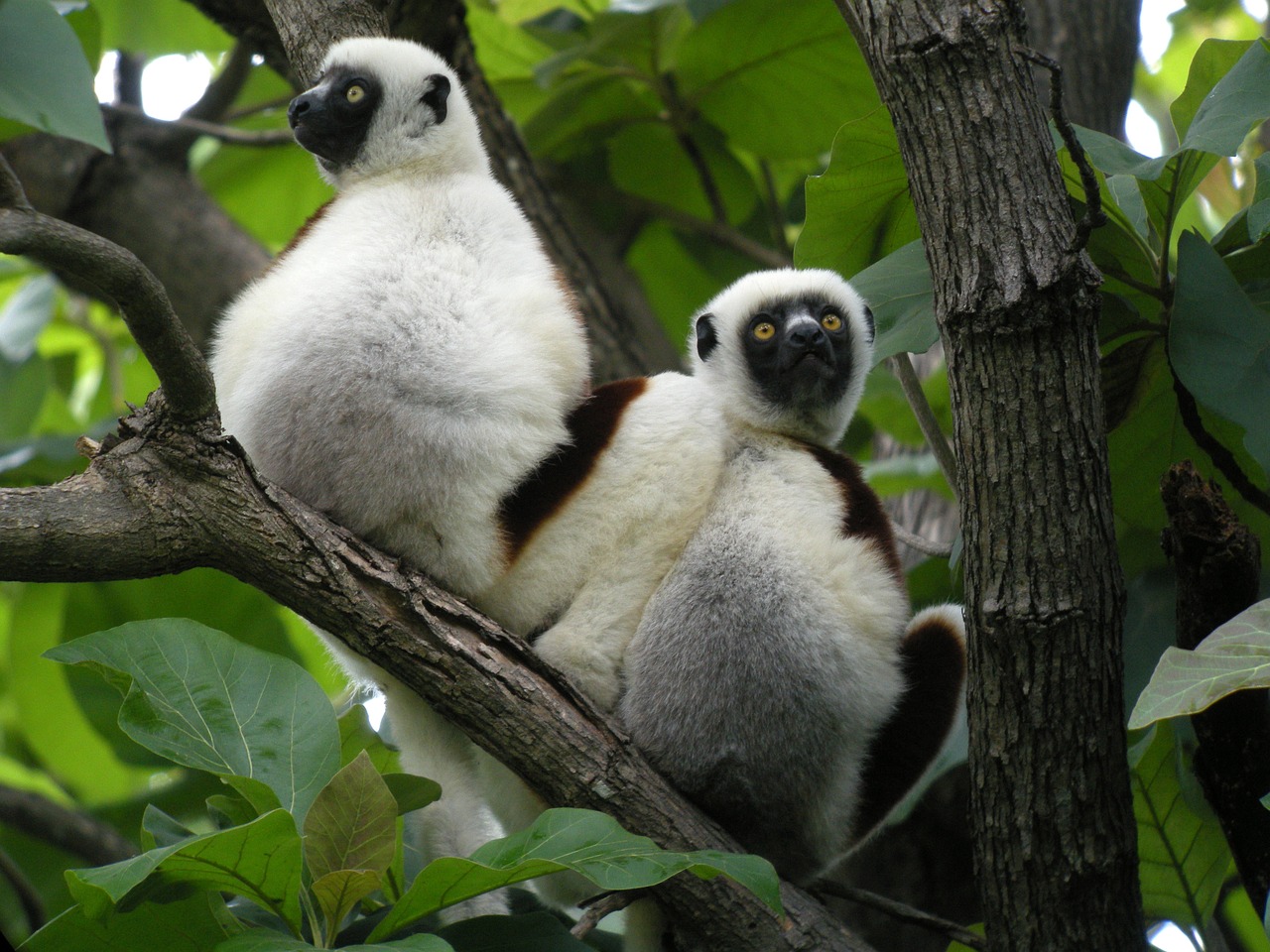 Madagaskaras, Lemurs, Gamta, Nemokamos Nuotraukos,  Nemokama Licenzija