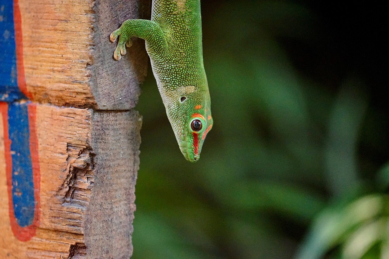 Madagaskaras Dieną Gecko,  Masoala,  Atogrąžų Miškai,  Zoologijos Sodas, Nemokamos Nuotraukos,  Nemokama Licenzija