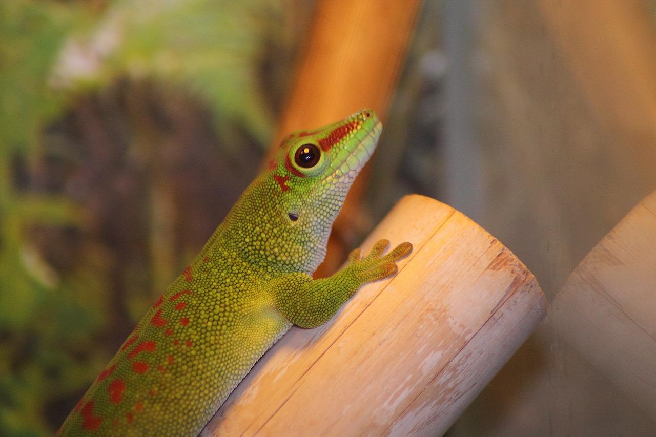 Madagaskaro Dienos Gecko, Gecko, Phelsuma Madagascariensis, Žalias, Ropliai, Driežas, Dienos Gecko, Terariumas, Gamta, Padaras