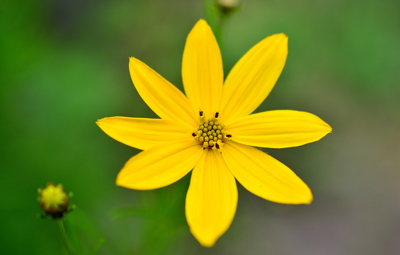 Kalnų Augalas, Coreopsis Verticillata, Quirblättriges Mergina Akis, Geltona Gėlė, Žiedadulkės, Gėlių Sodas, Šviesus, Klasikinės Mergaičių Akys, Kompozitai, Geltona