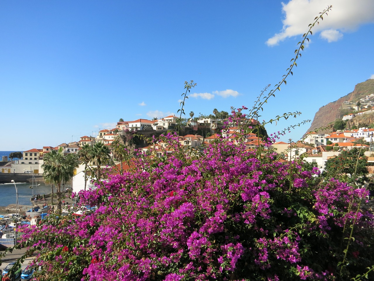 Madeira, Gėlių Sala, Portugal, Nemokamos Nuotraukos,  Nemokama Licenzija