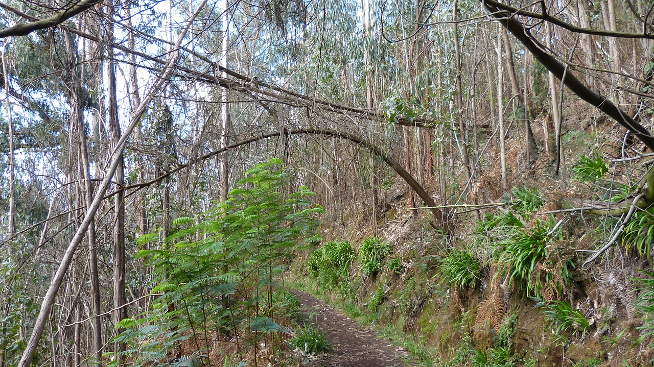 Madeira, Portugal, Levada, Takas, Šventė, Nemokamos Nuotraukos,  Nemokama Licenzija