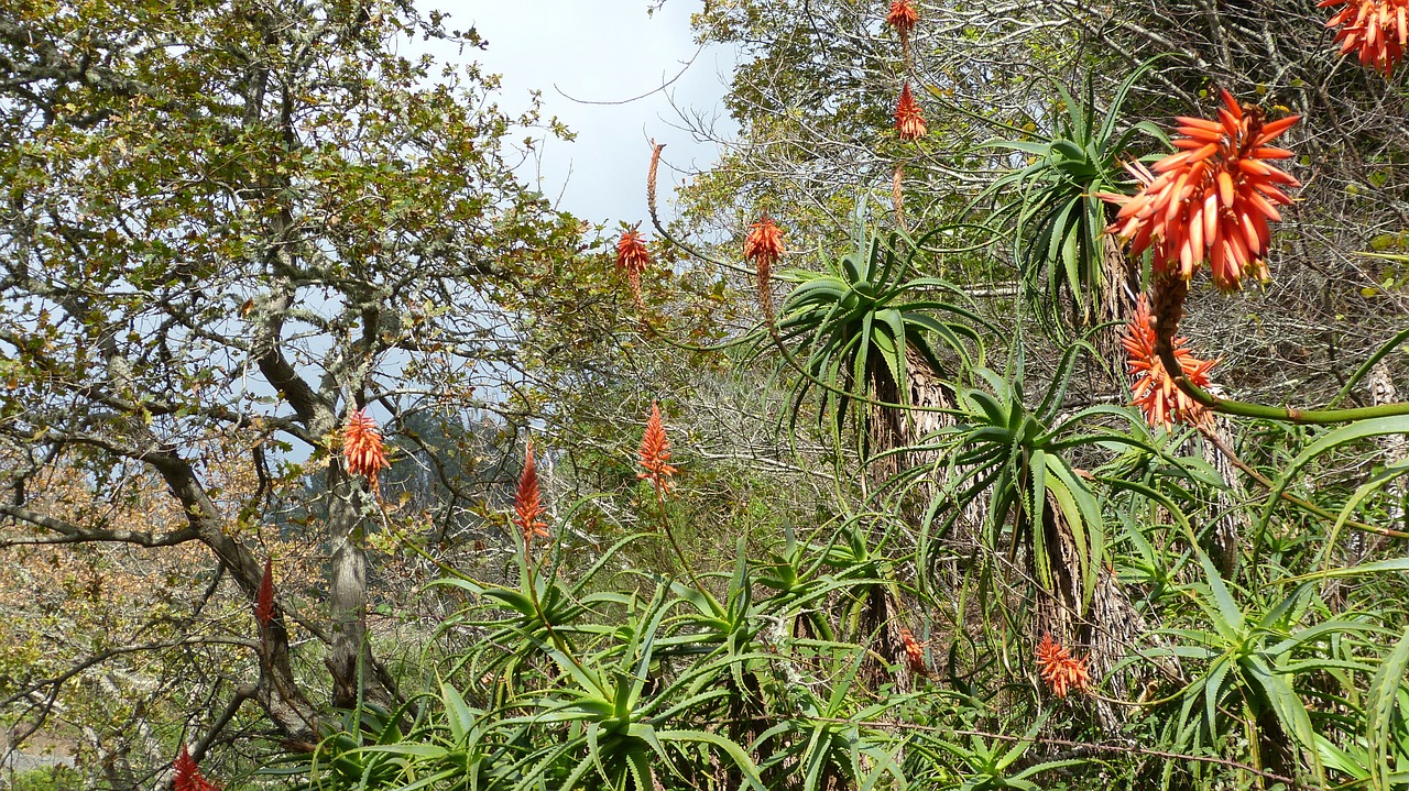 Madeira, Portugal, Flora, Nemokamos Nuotraukos,  Nemokama Licenzija