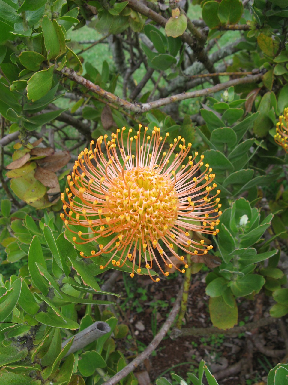 Madeira, Augalas, Žiedas, Žydėti, Protea, Pincushion, Oranžinė, Botanikos Sodas, Cukraus Krūmas, Nemokamos Nuotraukos