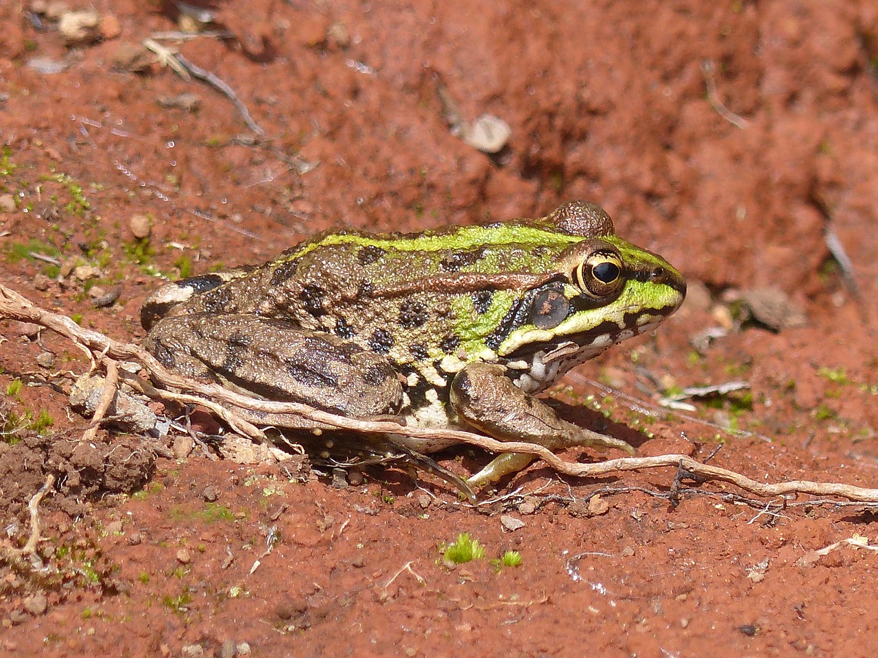 Madeira, Varlė, Rupūžė, Gyvūnas, Gerardo, Fauna, Nemokamos Nuotraukos,  Nemokama Licenzija