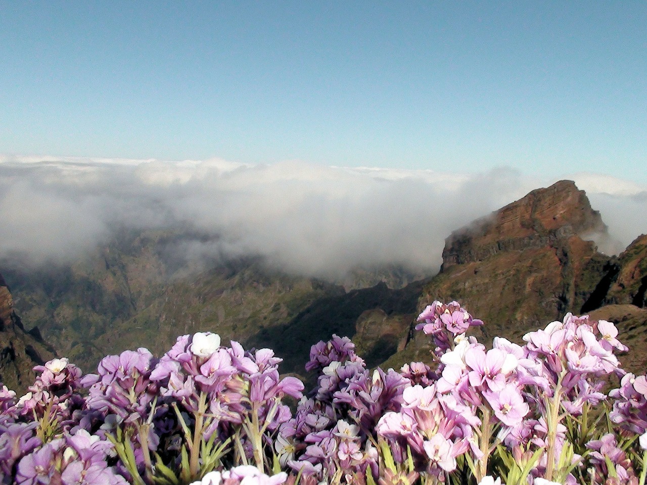 Madeira, Kalnas, Aukščiausiojo Lygio Susitikimas, Portugal, Sala, Pavasaris, Gamta, Augalai, Nemokamos Nuotraukos,  Nemokama Licenzija