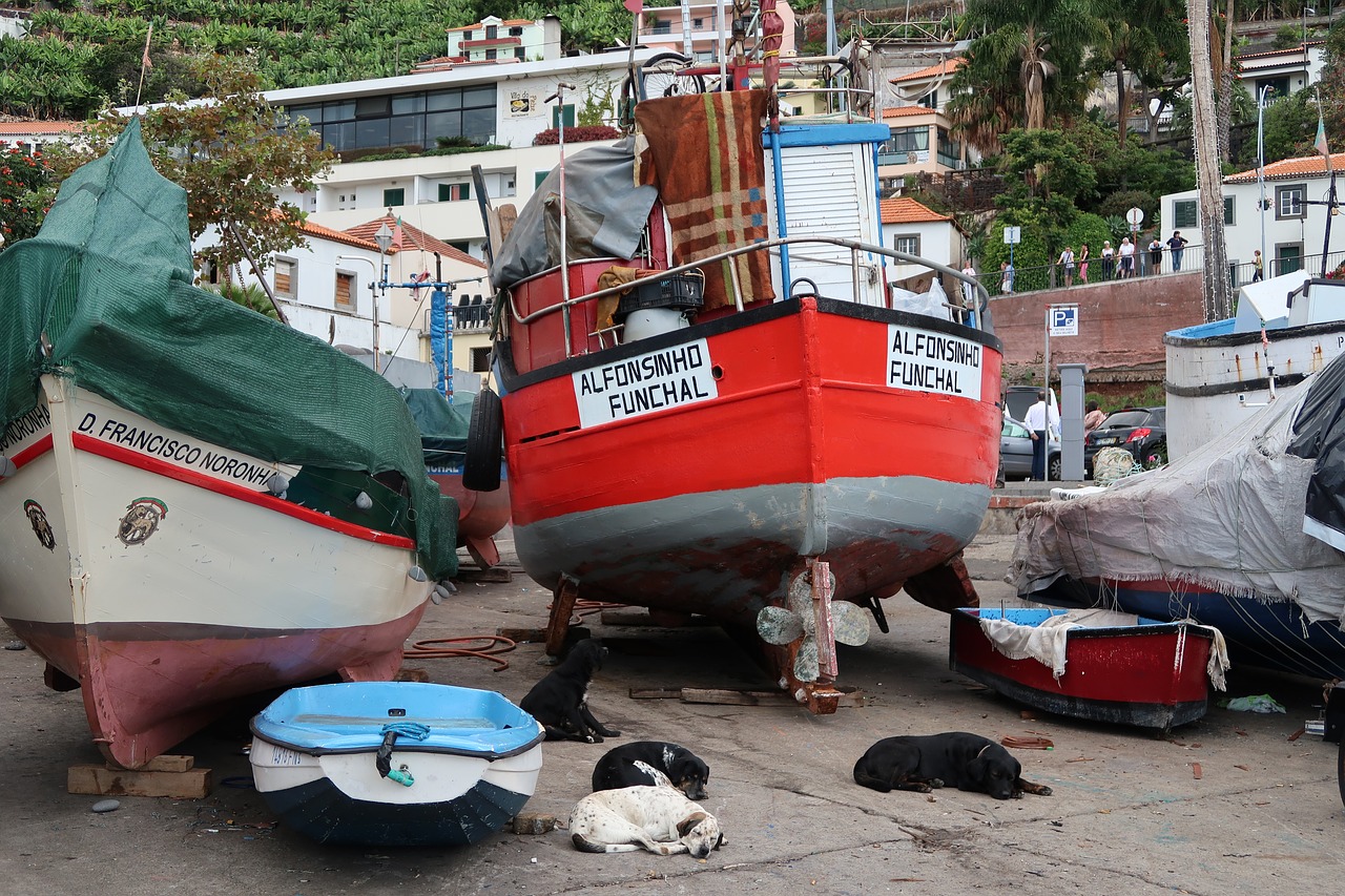 Madeira,  Transportavimo Sistema,  Vandens,  Industrija,  Kelionė, Nemokamos Nuotraukos,  Nemokama Licenzija