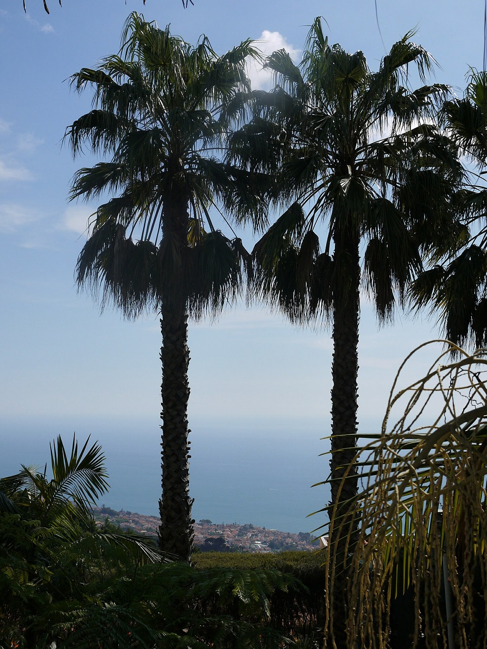 Madeira, Palmės, Jūra, Gėlių Sala, Horizontas, Dangus, Nemokamos Nuotraukos,  Nemokama Licenzija
