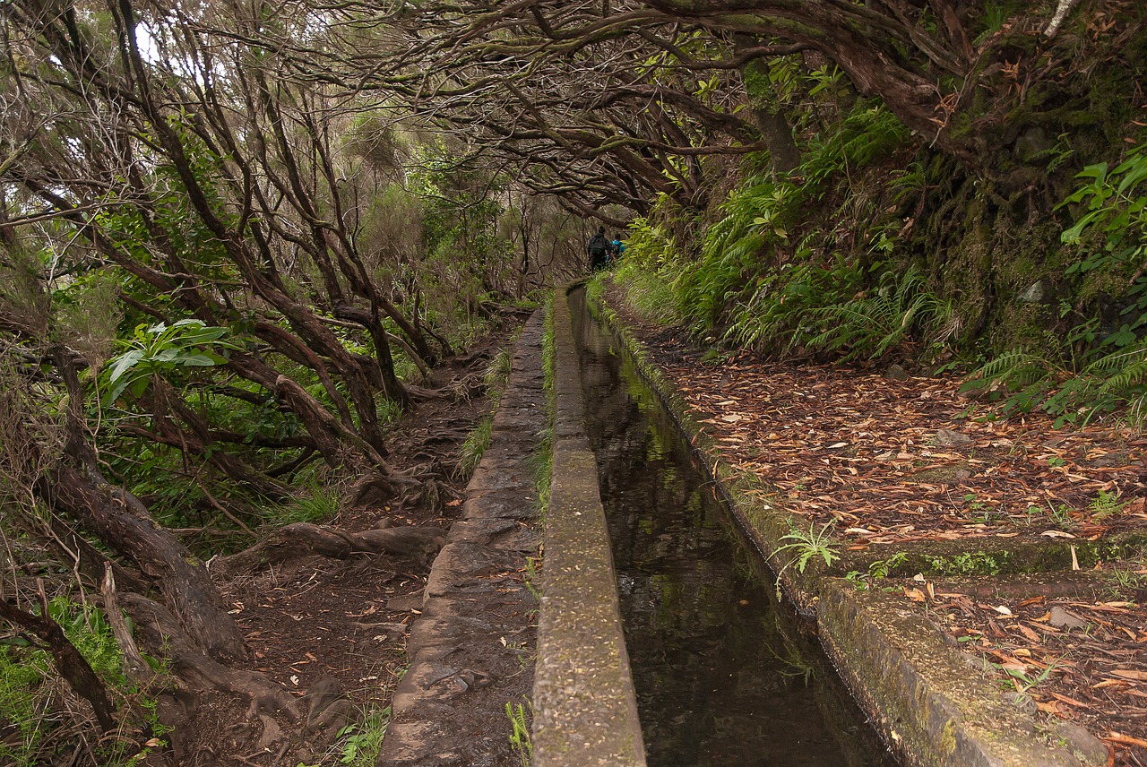 Madeira,  Žygiai,  Levada,  Laistymo,  Takas,  Viržiai Viržiai, Nemokamos Nuotraukos,  Nemokama Licenzija