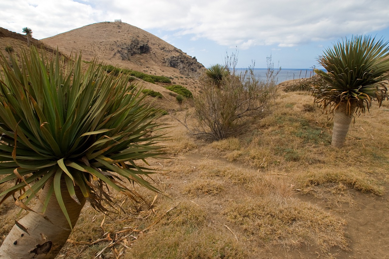 Madeira, Yucca, Sausas, Perspektyva, Nemokamos Nuotraukos,  Nemokama Licenzija