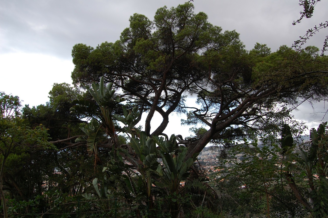 Madeira, Funchal, Botanikos Sodas, Nemokamos Nuotraukos,  Nemokama Licenzija
