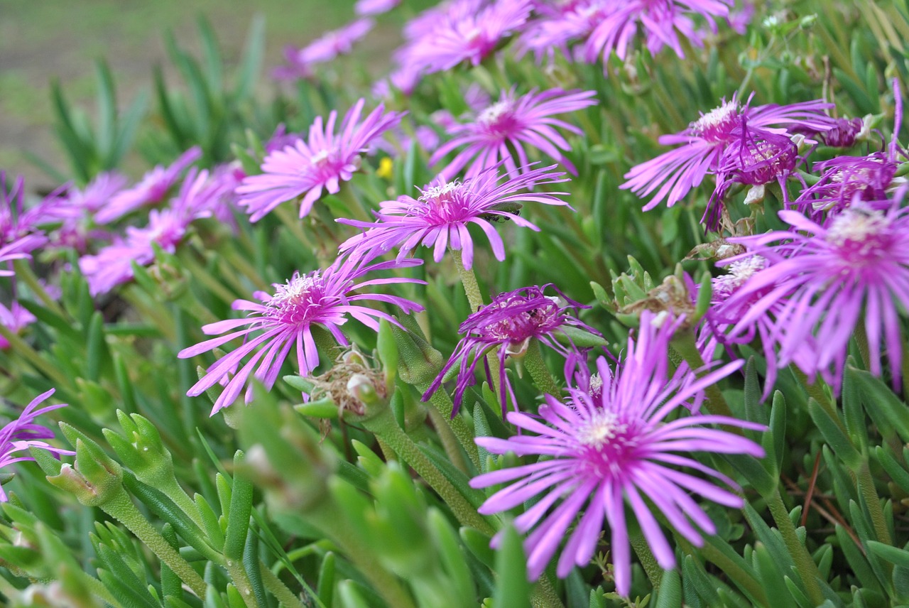 Magija Gėlių,  Mėsingas Augalų,  Rausvai Violetinės Gėlės,  Gėlės,  Sultingas, Nemokamos Nuotraukos,  Nemokama Licenzija