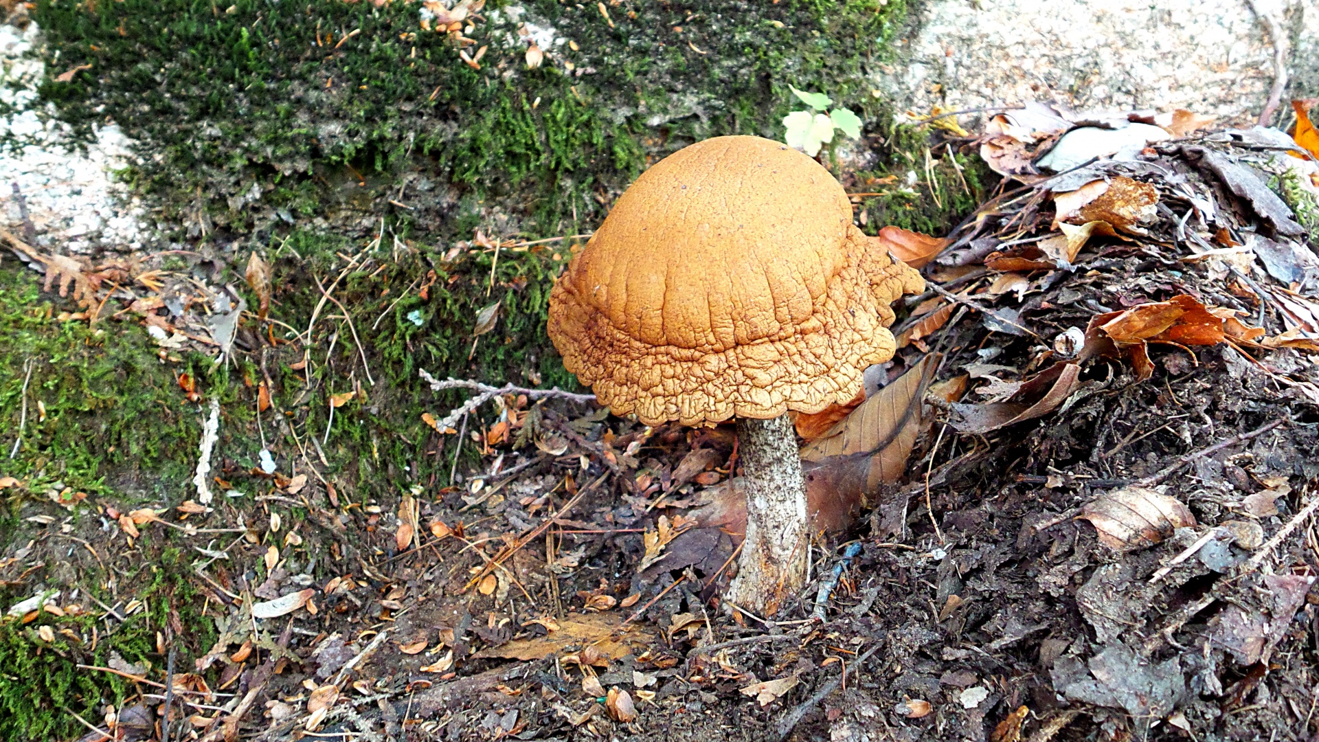 Grybai,  Grybai,  Kumpis,  Grybelis,  Gamta,  Dykuma,  Miškas,  Miškas Namas,  Magiškas Grybas, Nemokamos Nuotraukos