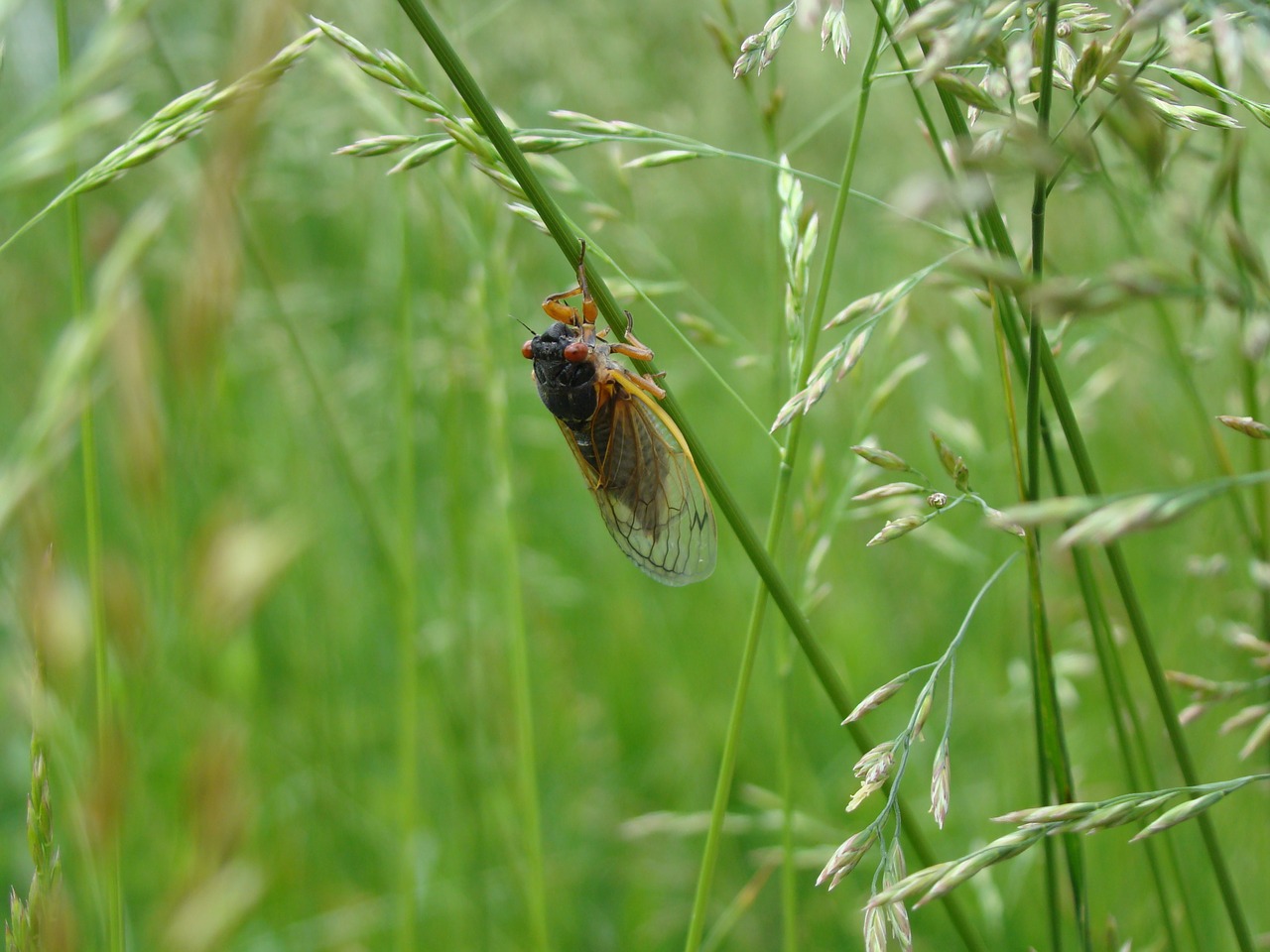 Magicicada, Periodinė Cicada, Cicada, 17 Metai, Septyniolika Metų, Žolė, Vabzdys, Šiaurės Amerika, Nemokamos Nuotraukos,  Nemokama Licenzija