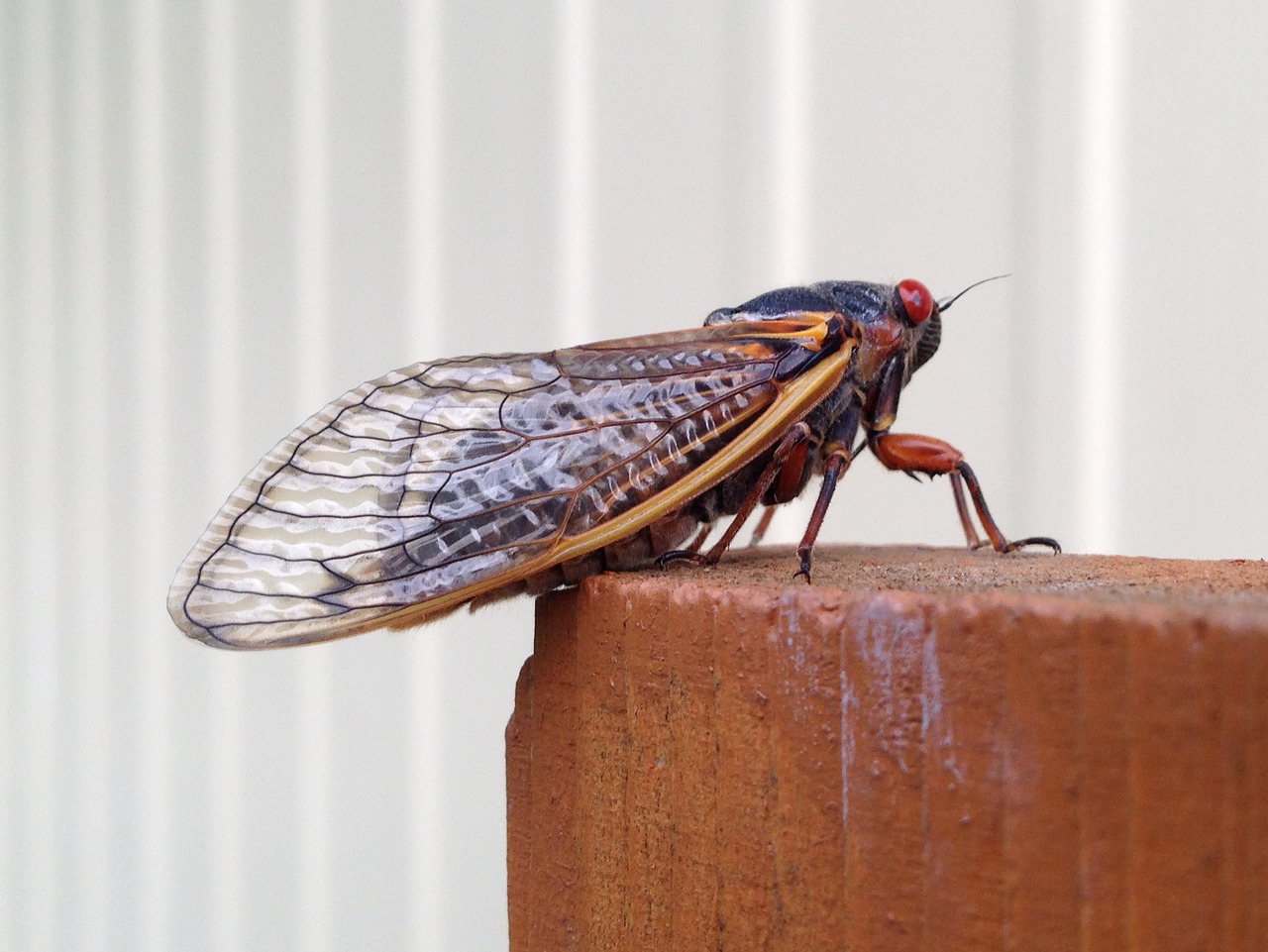 Magicicada, Periodinė Cicada, Cicada, 17 Metai, Septyniolika Metų, Vabzdys, Šiaurės Amerika, Nemokamos Nuotraukos,  Nemokama Licenzija