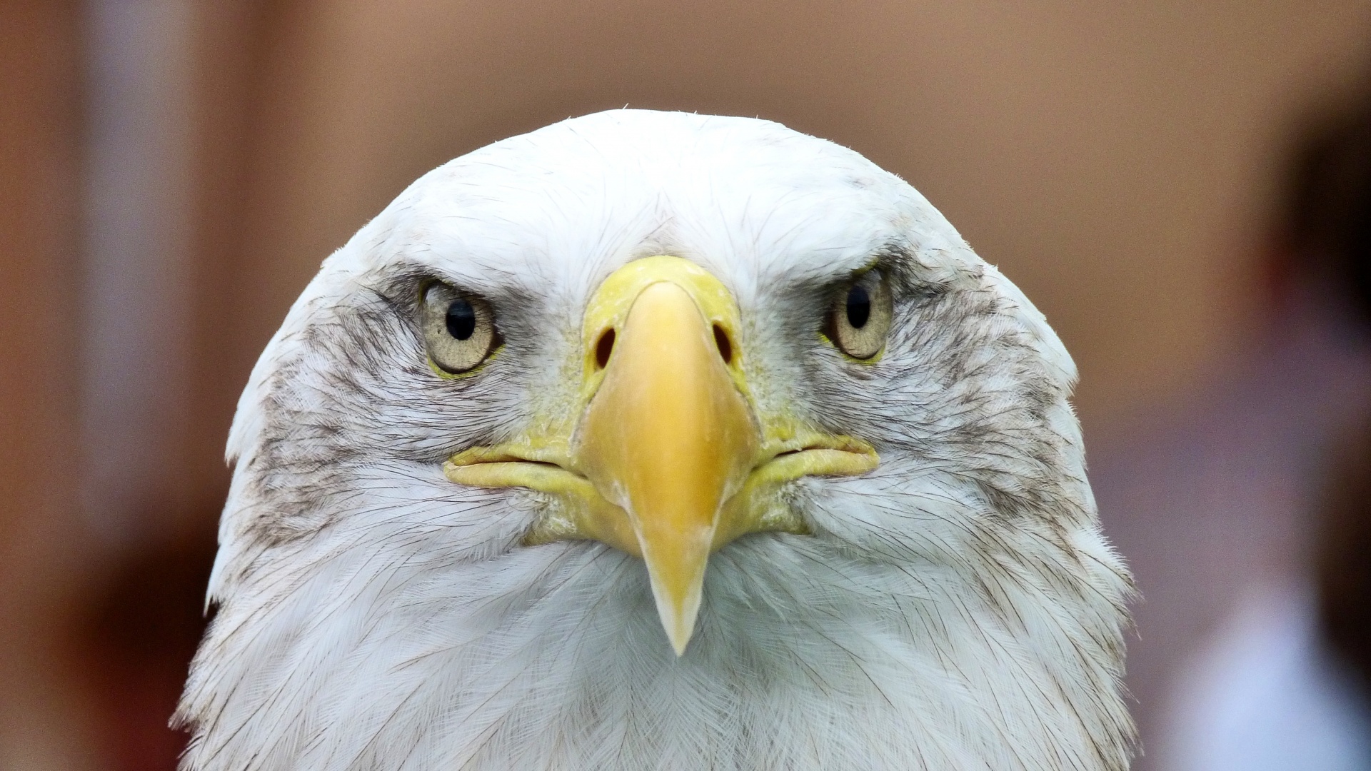 Nuplikęs,  Erelis,  Paukštis,  Gyvūnas,  Heraldinis,  Uodega,  Balta,  Raptoras,  Sąskaitą,  Gražus Baldas Erelis