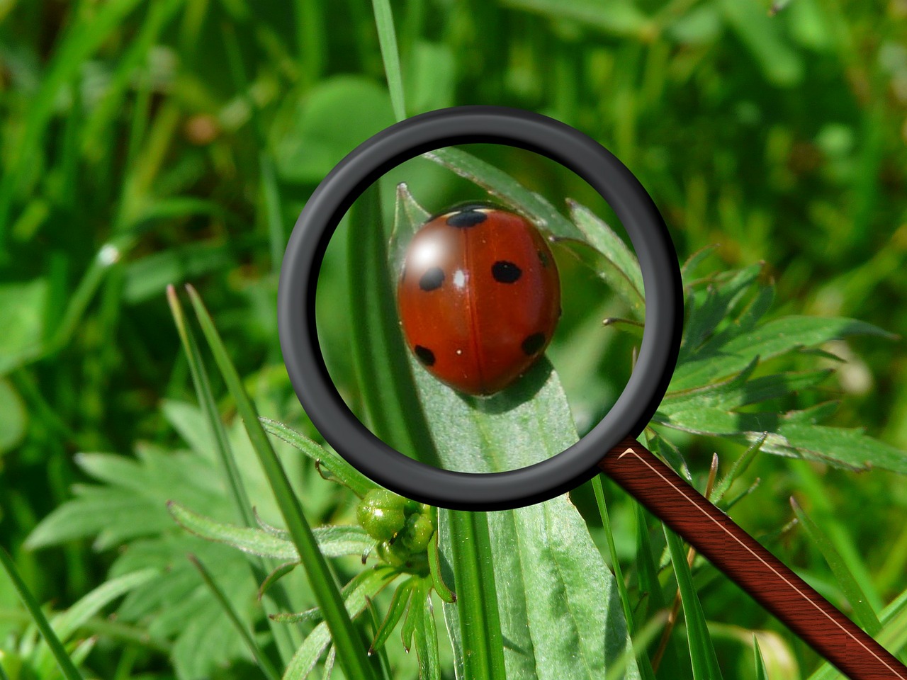 Padidinamasis Stiklas, Boružė, Vabalas, Raudona, Taškai, Laimingas Žavesys, Sėkmė, Nemokamos Nuotraukos,  Nemokama Licenzija