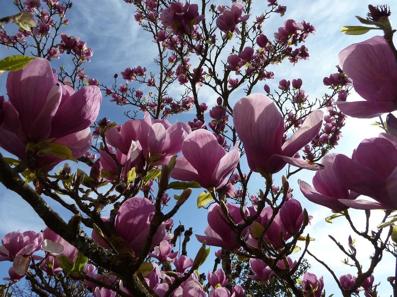 Magnolija, Gėlės, Medis, Pavasaris, Gamta, Violetinė, Filialai, Nemokamos Nuotraukos,  Nemokama Licenzija