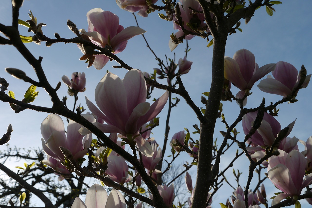 Magnolija, Krūmas, Gėlės, Rožinė Violetinė, Dangus, Nemokamos Nuotraukos,  Nemokama Licenzija