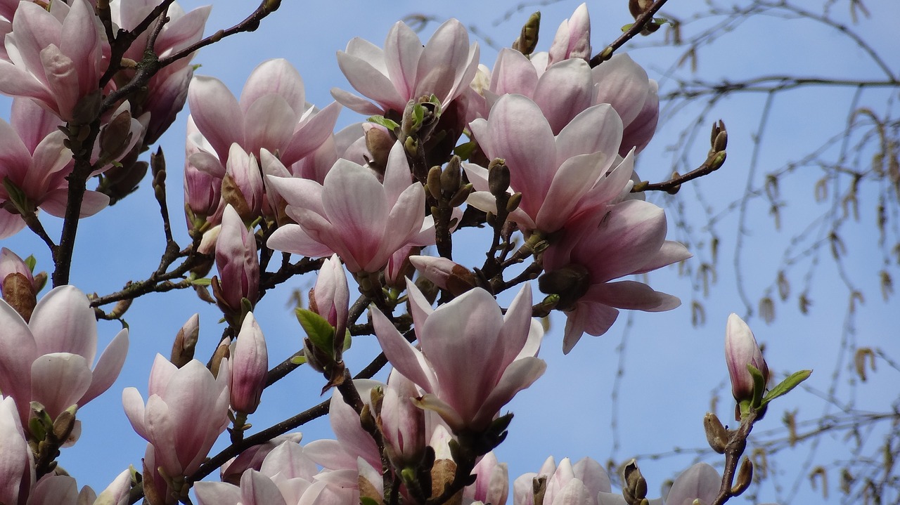 Magnolija, Magnolijos Gėlės, Pavasaris, Nemokamos Nuotraukos,  Nemokama Licenzija