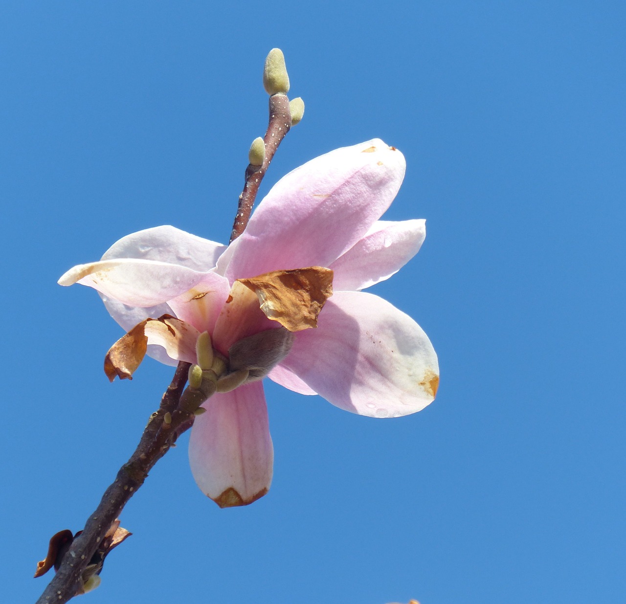 Magnolija, Žiedas, Žydėti, Pavasaris, Rožinis, Nemokamos Nuotraukos,  Nemokama Licenzija