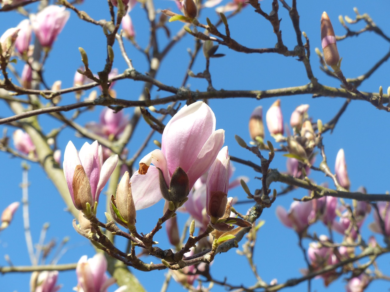 Magnolija, Žiedas, Žydėti, Budas, Pavasaris, Nemokamos Nuotraukos,  Nemokama Licenzija