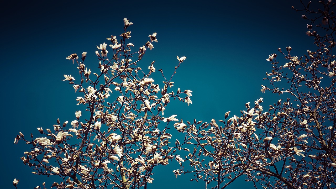 Magnolija, Magnolijos Medis, Pavasaris, Žvaigždė Magnolija, Žiedas, Žydėti, Gėlė, Augalas, Budas, Gamta