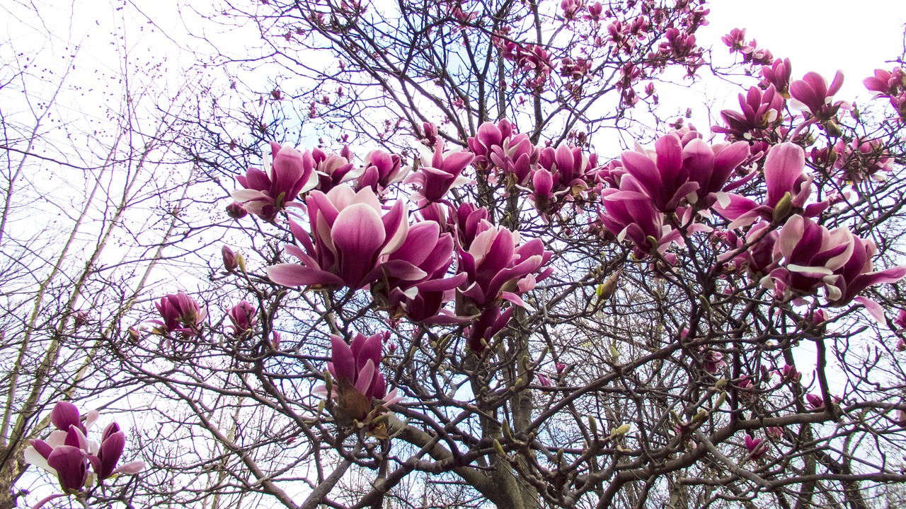 Magnolija, Pavasaris, Pavasario Gėlės, Nemokamos Nuotraukos,  Nemokama Licenzija