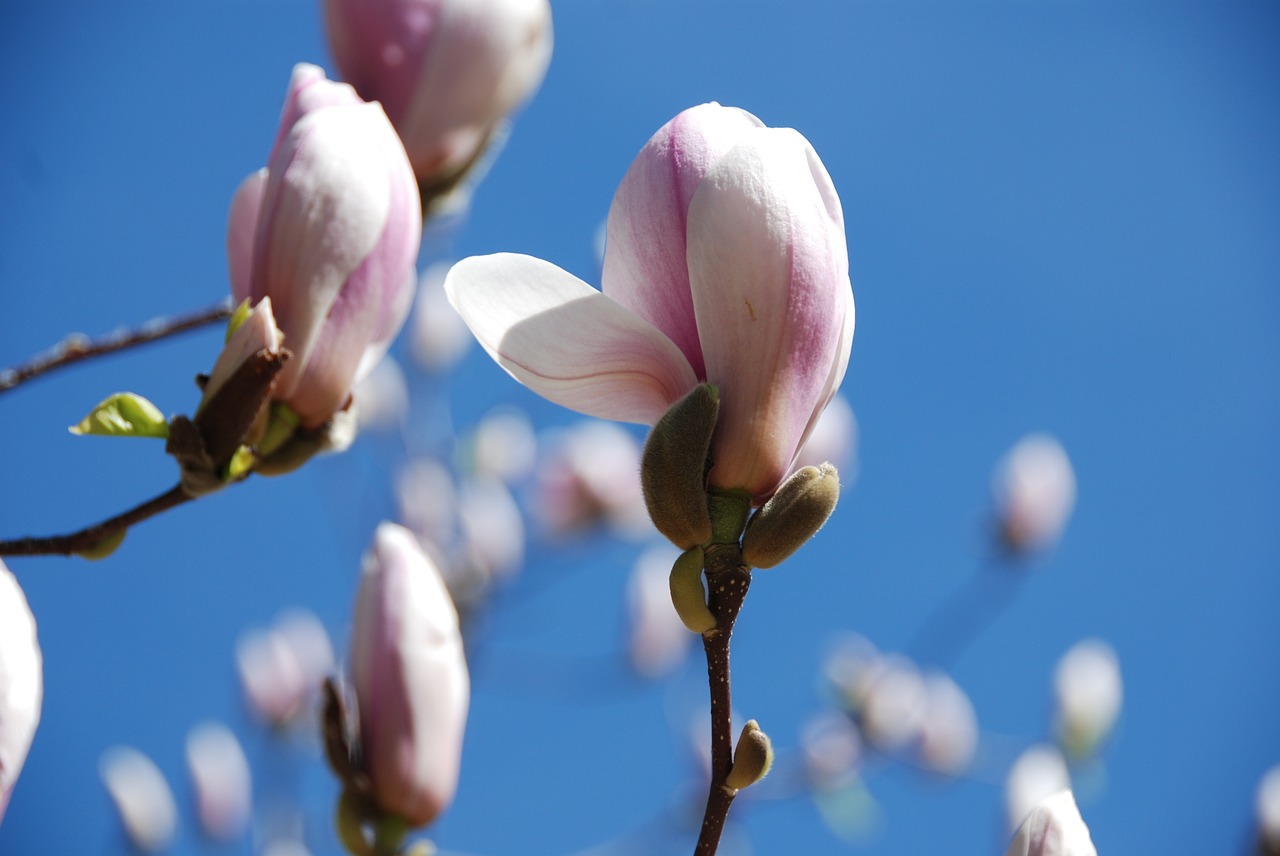 Magnolija, Gėlės, Budas, Rožinis, Pavasaris, Nemokamos Nuotraukos,  Nemokama Licenzija