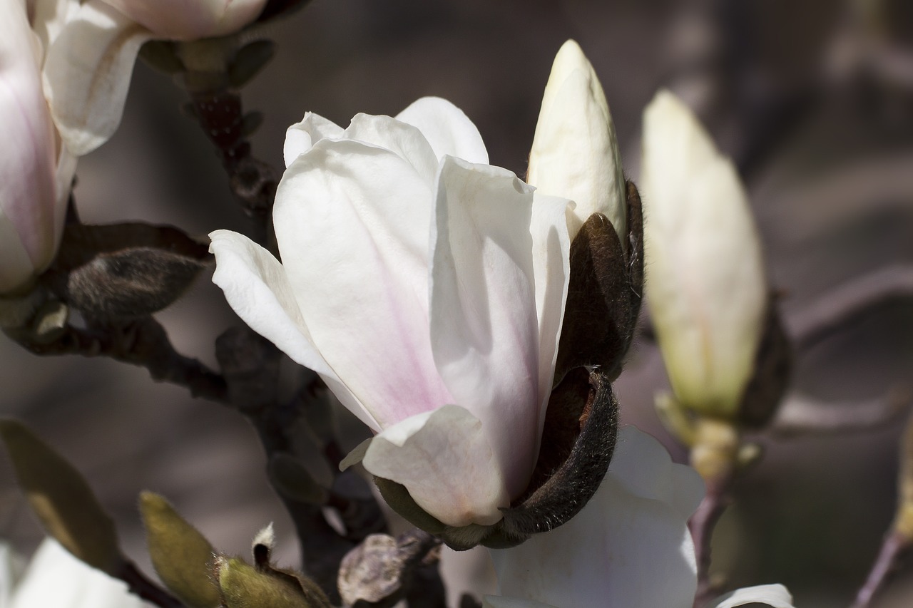 Magnolija, Žiedas, Žydėti, Budas, Krūmas, Pavasaris, Žydėti, Augalas, Gamta, Pierre Magnol