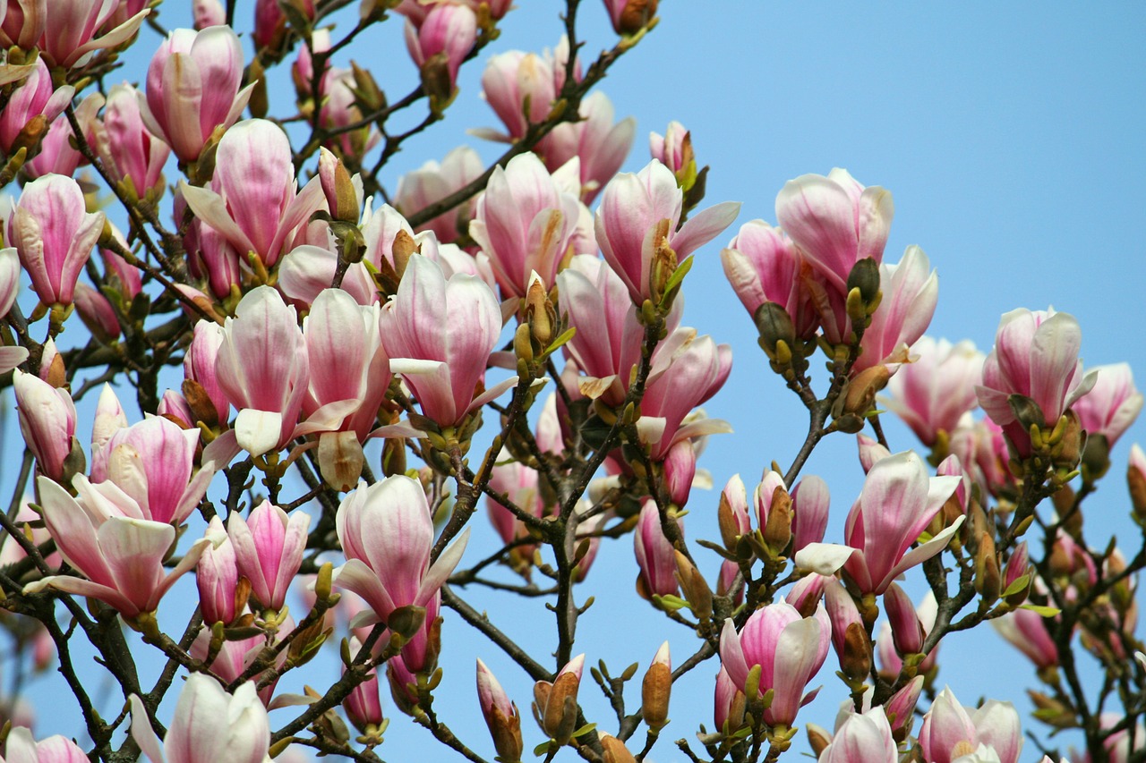 Magnolija, Klesti Medis, Rožinis, Pavasaris, Gėlių Medis, Gėlės, Gamta, Nemokamos Nuotraukos,  Nemokama Licenzija