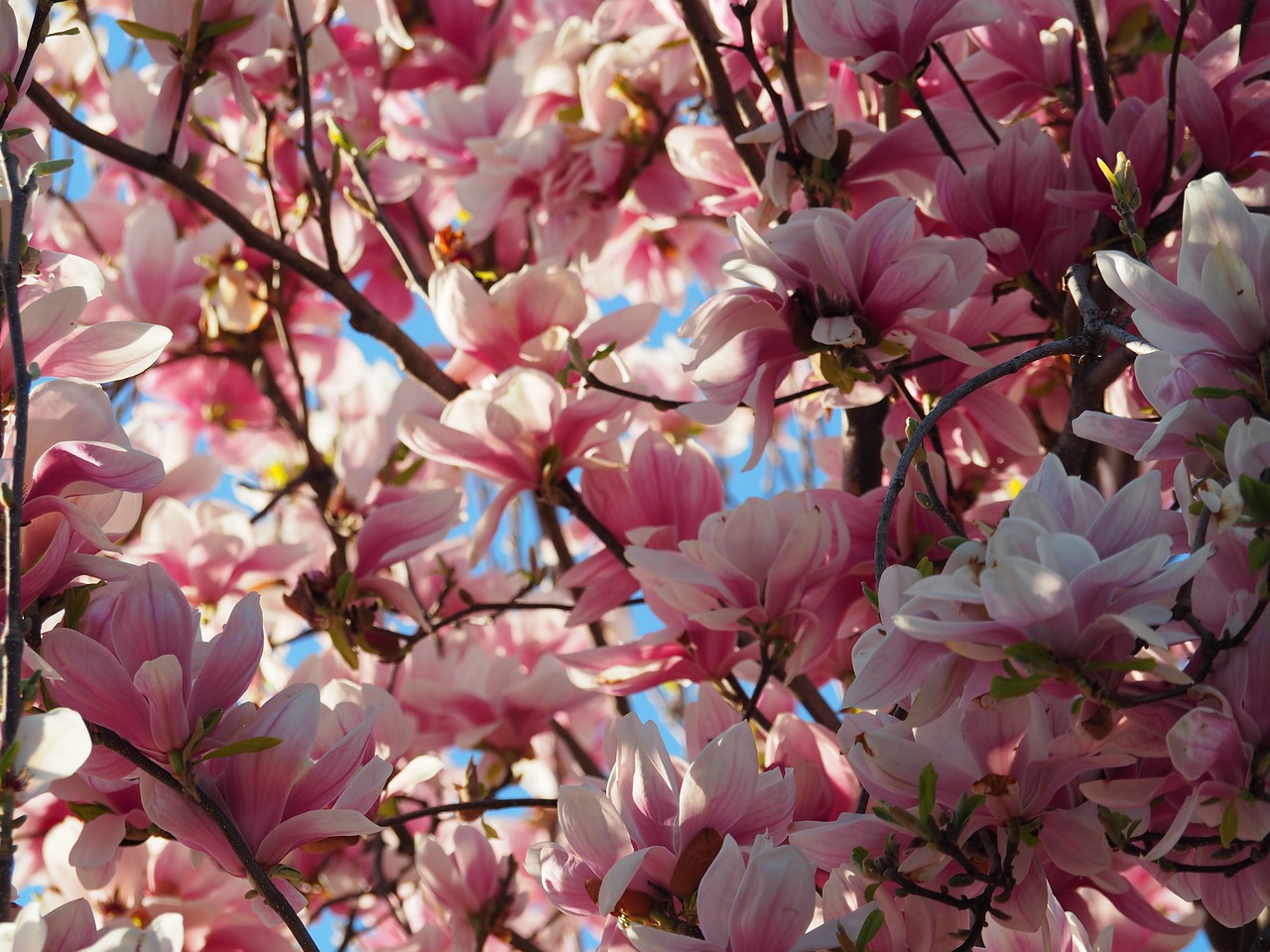 Magnolija, Gėlės, Rožinis, Balta, Šlovės, Pilnai Žydėti, Pavasaris, Nemokamos Nuotraukos,  Nemokama Licenzija