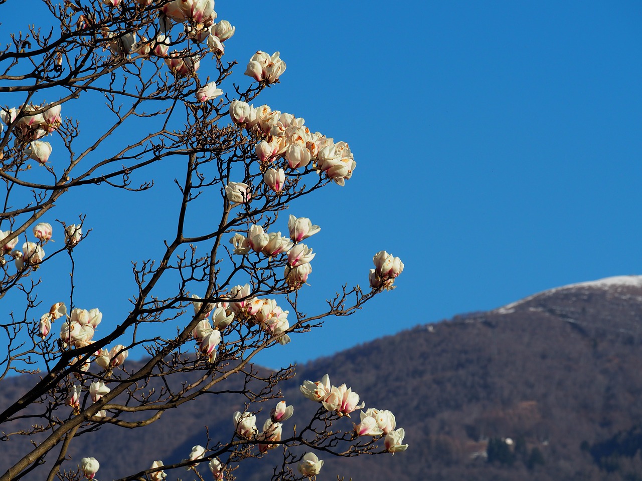 Magnolija, Pavasaris, Rožinis, Žiedas, Žydėti, Medis, Gamta, Kalnas, Sniegas, Nemokamos Nuotraukos