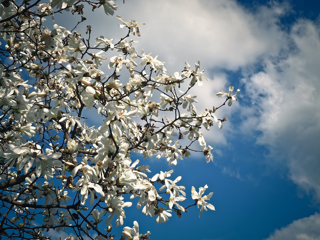 Magnolija, Medis, Žiedas, Žydėti, Pavasaris, Sodas, Gamta, Frühlingsblüher, Žydėti, Baltas Žiedas