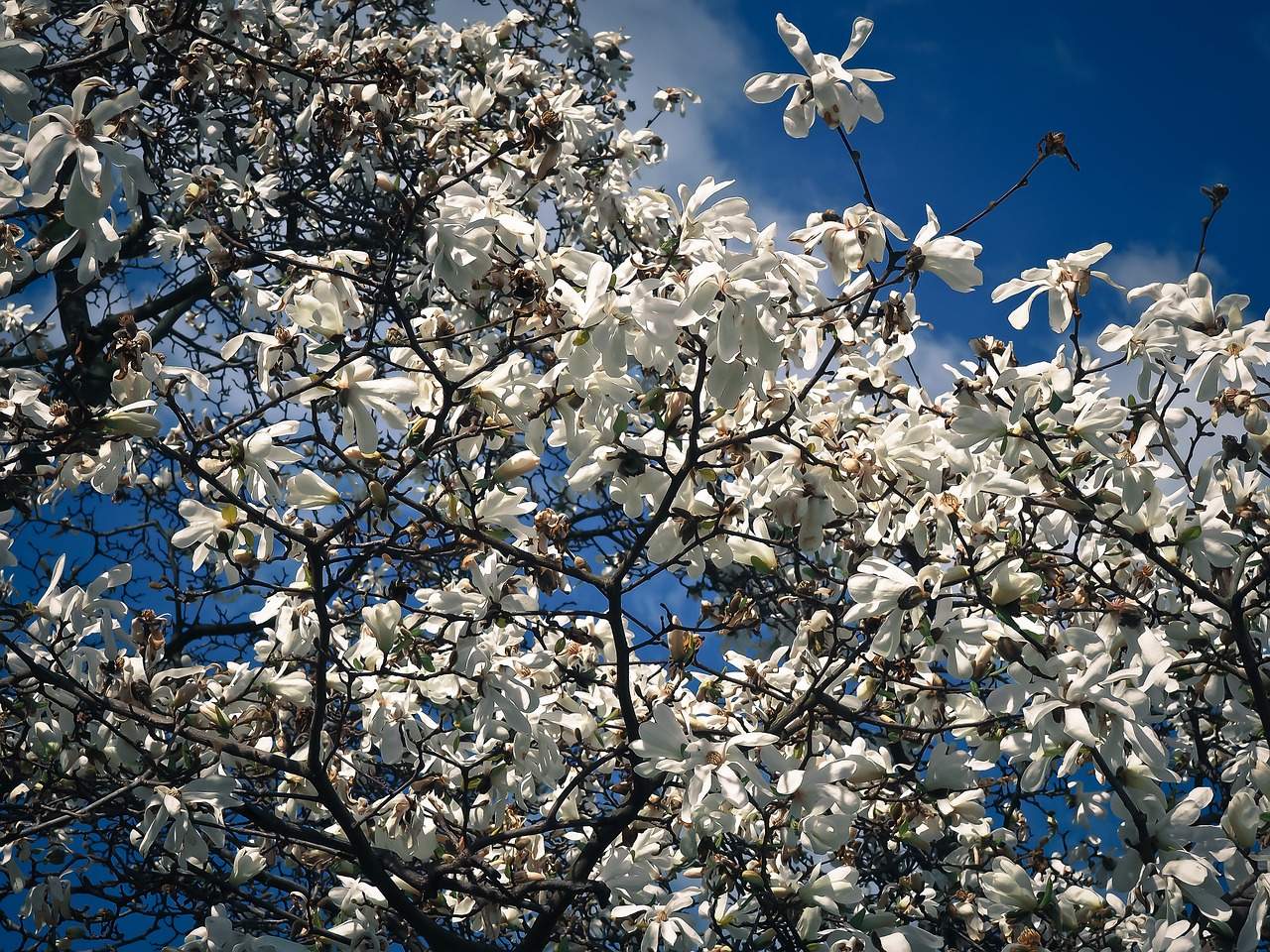 Magnolija, Medis, Žiedas, Žydėti, Pavasaris, Sodas, Gamta, Frühlingsblüher, Žydėti, Baltas Žiedas