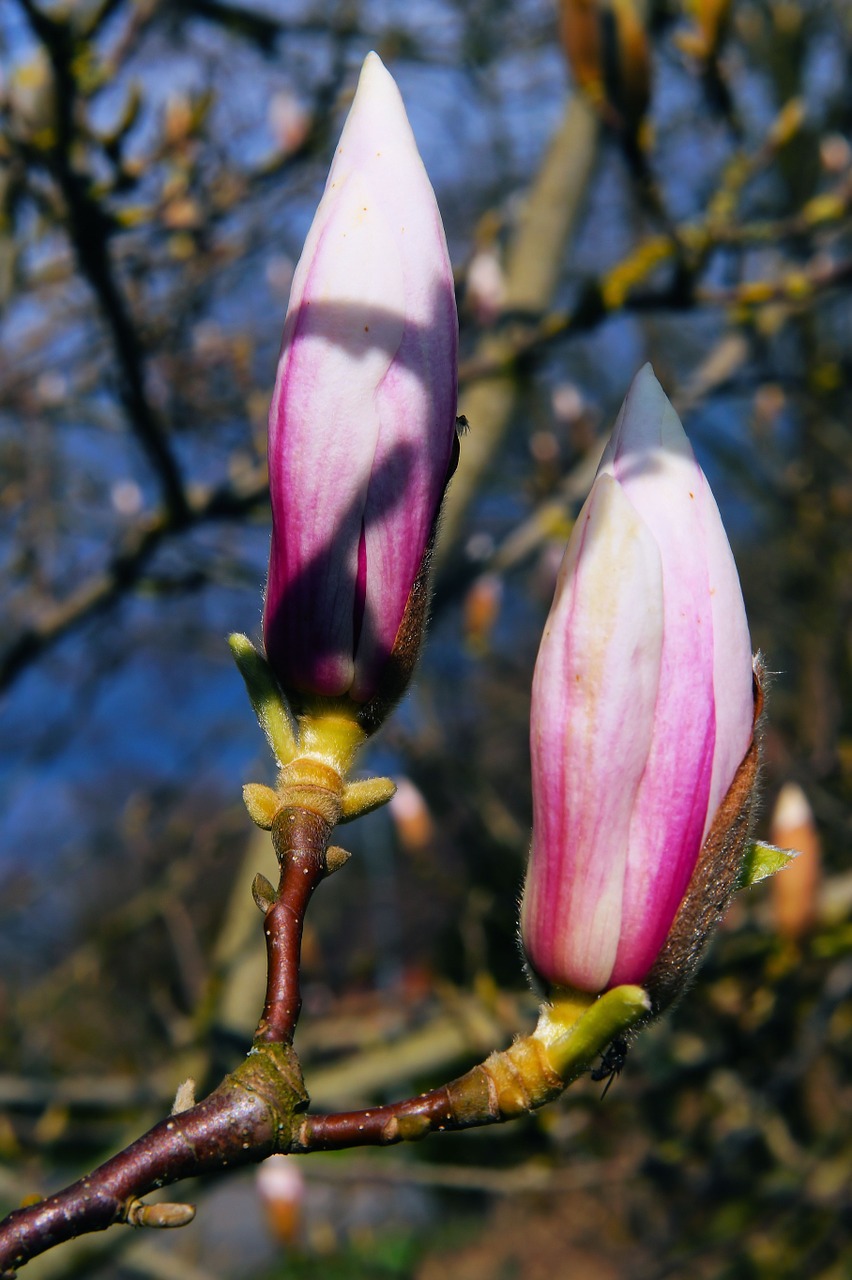 Magnolija, Tulpė Magnolija, Gamta, Pavasaris, Gėlės, Augalas, Sodas, Medis, Pabudimas, Nemokamos Nuotraukos