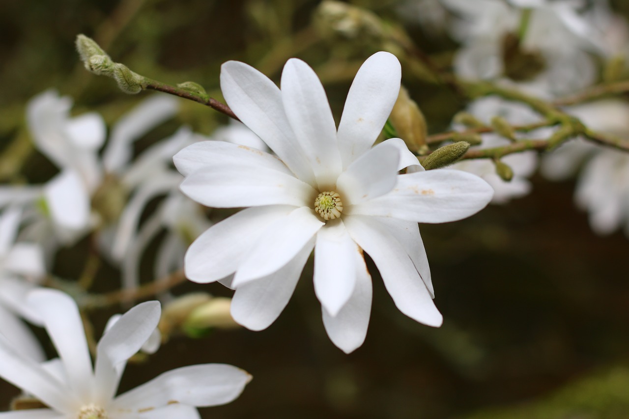 Magnolija, Stellata, Medis, Gėlė, Balta, Pavasaris, Balta Gėlė, Nemokamos Nuotraukos,  Nemokama Licenzija