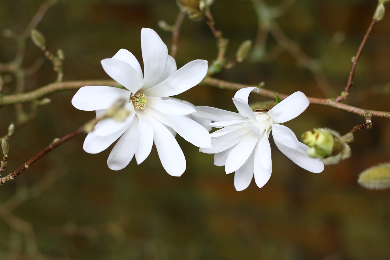 Magnolija, Stellata, Medis, Gėlė, Balta, Pavasaris, Balta Gėlė, Nemokamos Nuotraukos,  Nemokama Licenzija