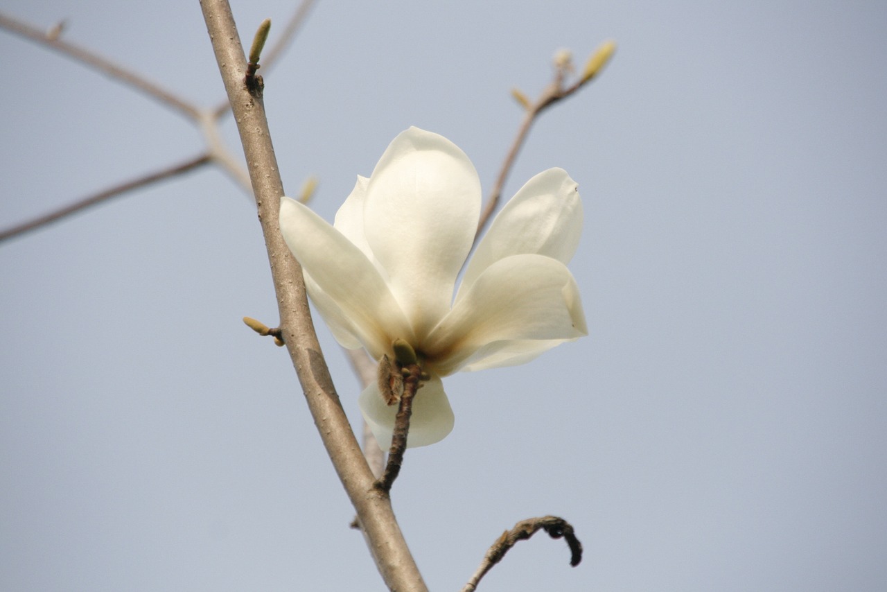 Magnolija, Gėlės, Balta Magnolija, Magnolijos Gėlė, Pavasario Gėlės, Jeonju, Inovacijos Miestas Jeonbuk Korea, Nemokamos Nuotraukos,  Nemokama Licenzija