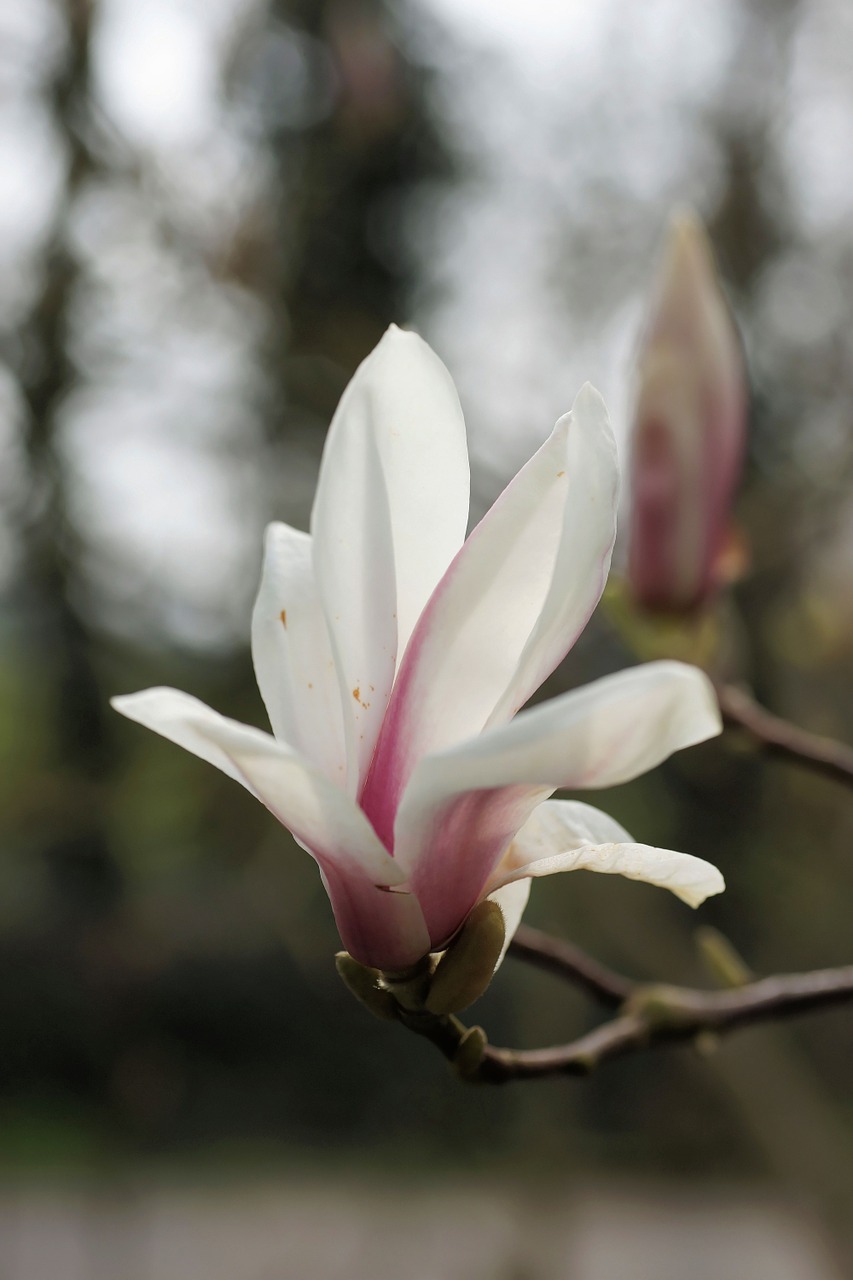 Magnolija, Tulpė Magnolija, Gamta, Pavasaris, Gėlės, Augalas, Sodas, Medis, Pabudimas, Nemokamos Nuotraukos