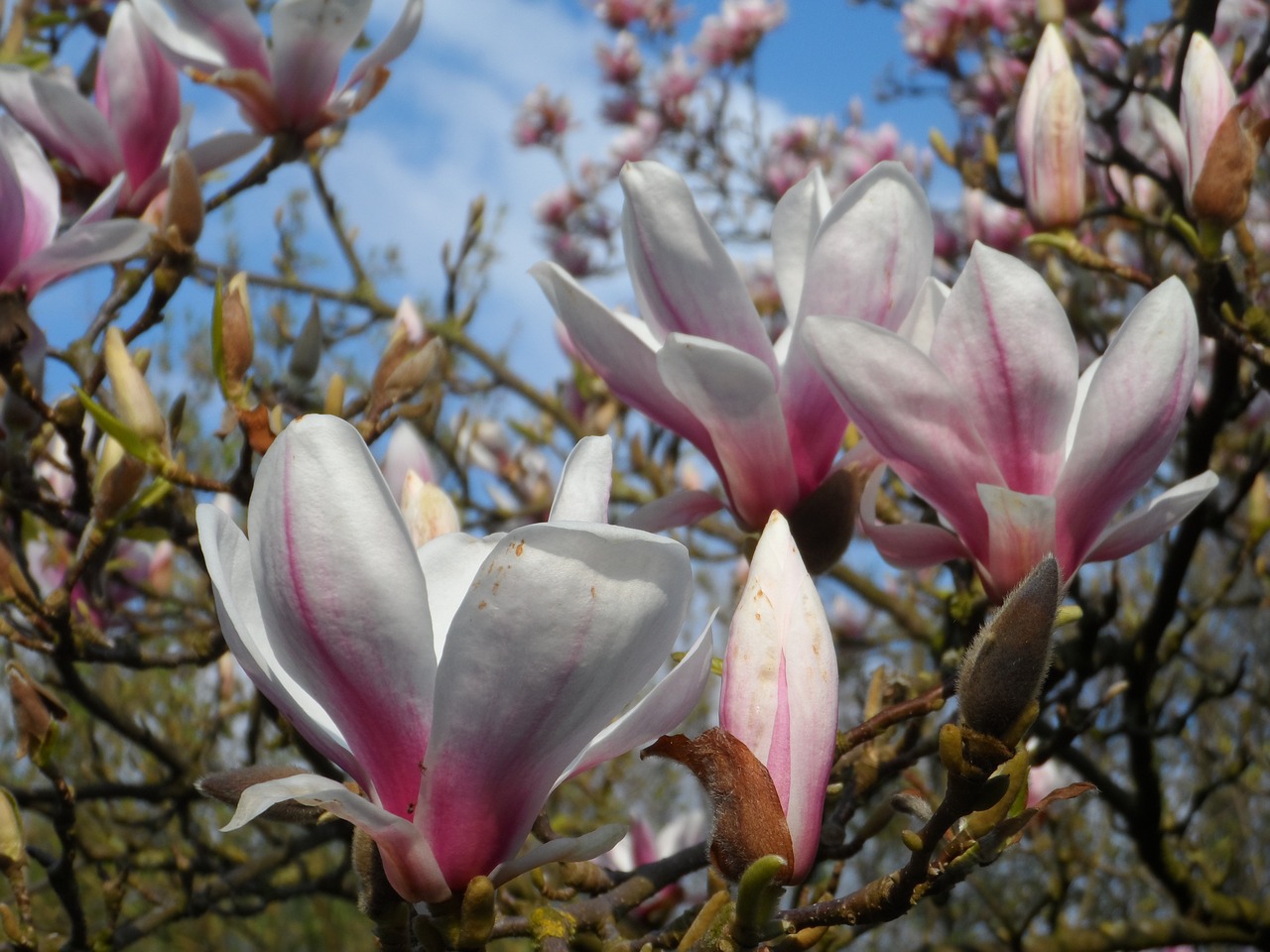 Magnolija, Pavasaris, Žydėti, Medis, Gamta, Gėlė, Nyderlandai, Sodas, Nemokamos Nuotraukos,  Nemokama Licenzija