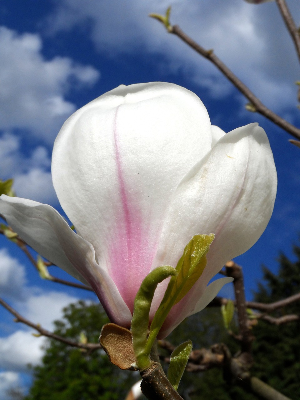 Magnolija, Žiedas, Žydėti, Rožinis, Balta, Augti, Uždaryti, Augalas, Gamta, Sėklų Augalas