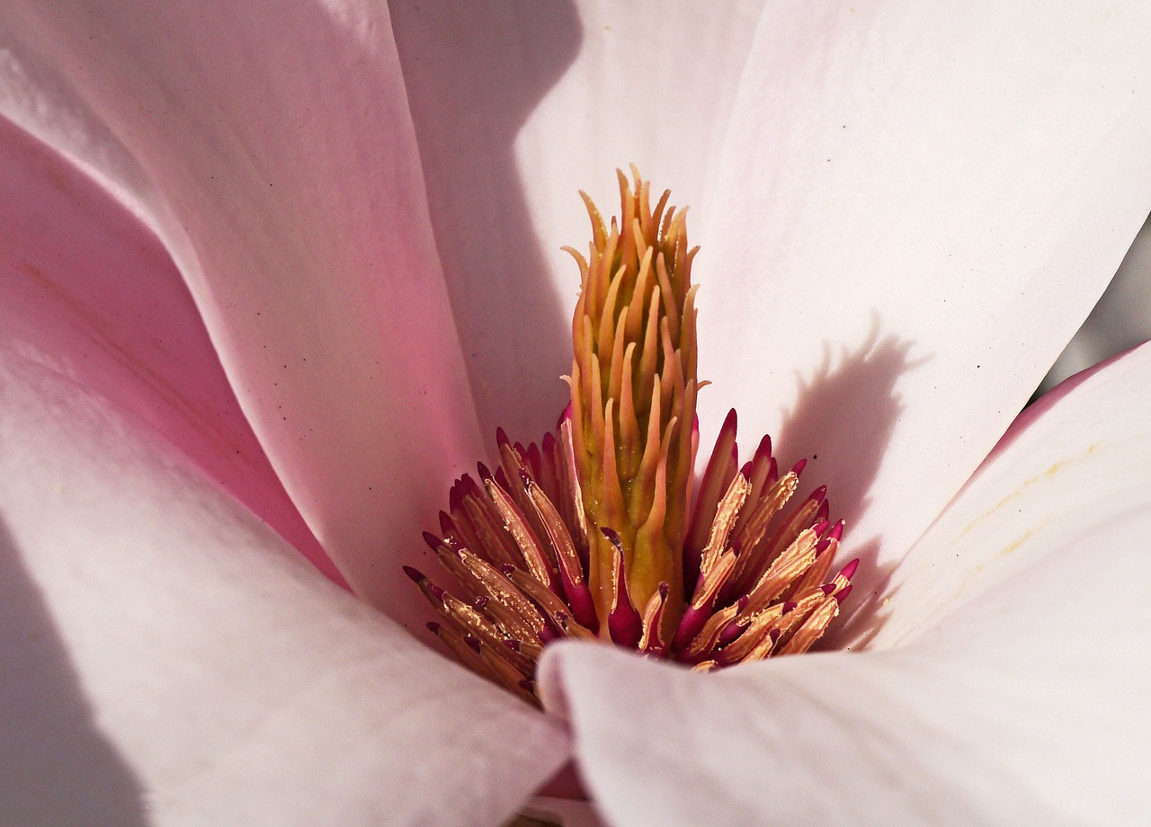 Magnolija, Žiedas, Žydėti, Viduryje, Centras, Rožinis, Piramidė, Šešėlis, Pavasaris, Frühlingsblüher