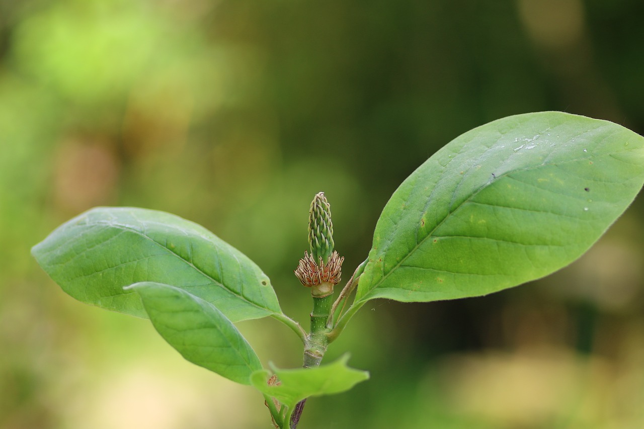 Magnolija, Krūmas, Išblukęs, Lapai, Gamta, Žalias, Nemokamos Nuotraukos,  Nemokama Licenzija