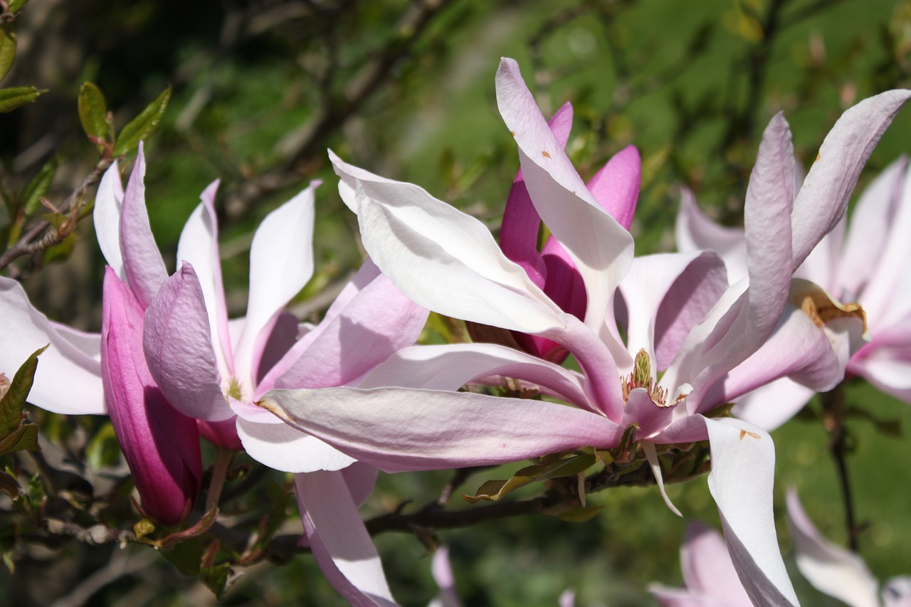 Magnolija, Magnolijos Žiedas, Makro, Gėlės, Pavasaris, Žydėti, Žiedas, Žydėti, Rožinis, Gėlių Sveikinimas