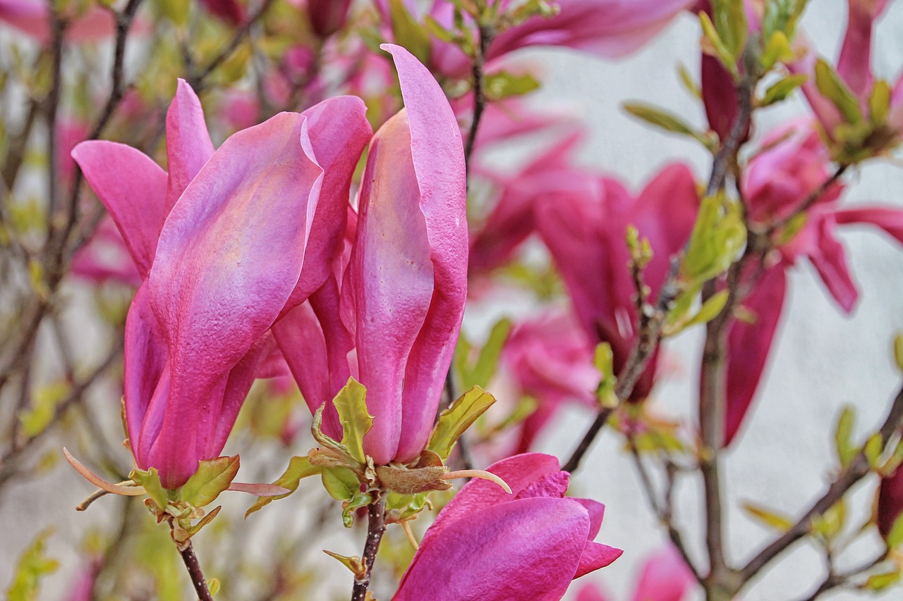 Magnolija, Gėlės, Pavasaris, Rožinis, Frühlingsblüher, Pavasario Saulė, Nemokamos Nuotraukos,  Nemokama Licenzija