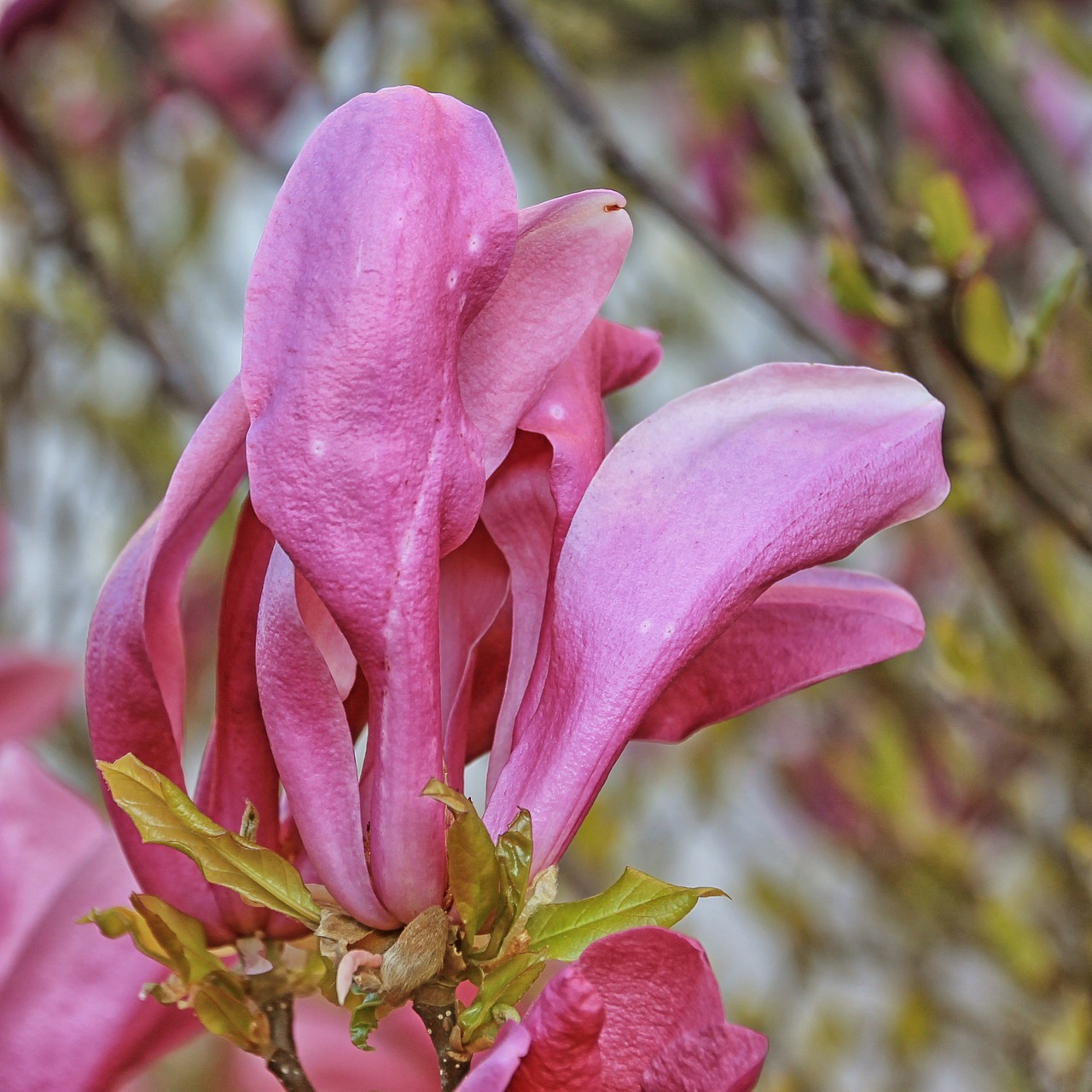 Magnolija, Gėlės, Pavasaris, Rožinis, Frühlingsblüher, Pavasario Saulė, Nemokamos Nuotraukos,  Nemokama Licenzija