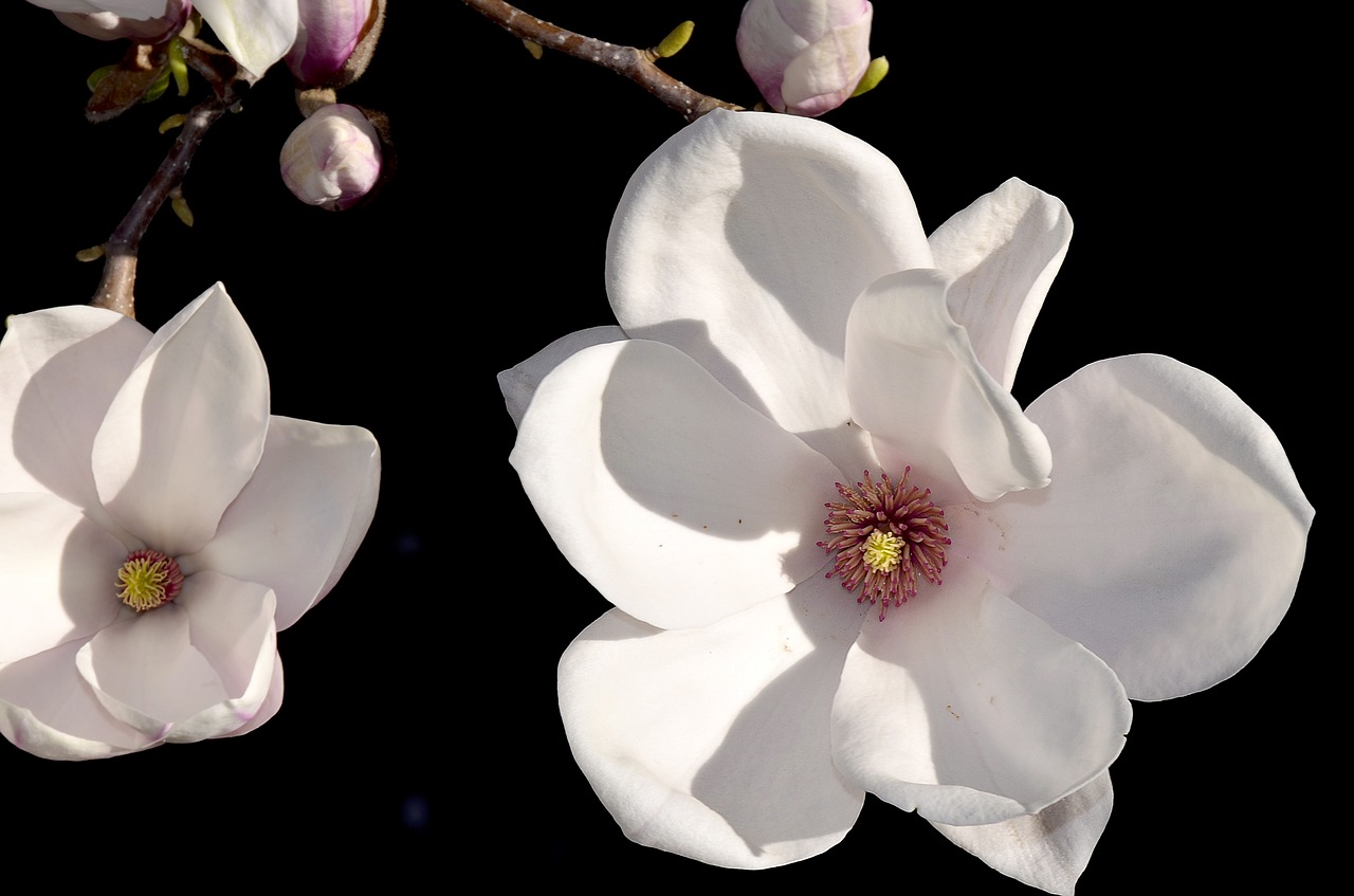 Magnolija, Magnolijos Žiedas, Rožė, Budas, Tulpė Magnolija, Magnoliaceae, Pavasaris, Gėlės, Magnolijos Medis, Magnoliengewaechs