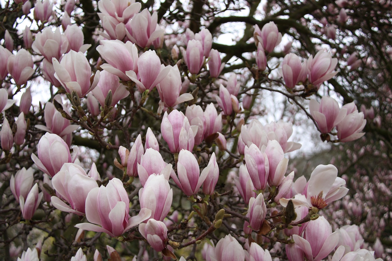 Magnolija, Žydėti, Ištirpintas, Pavasario Žydėjimas, Gėlės, Nemokamos Nuotraukos,  Nemokama Licenzija