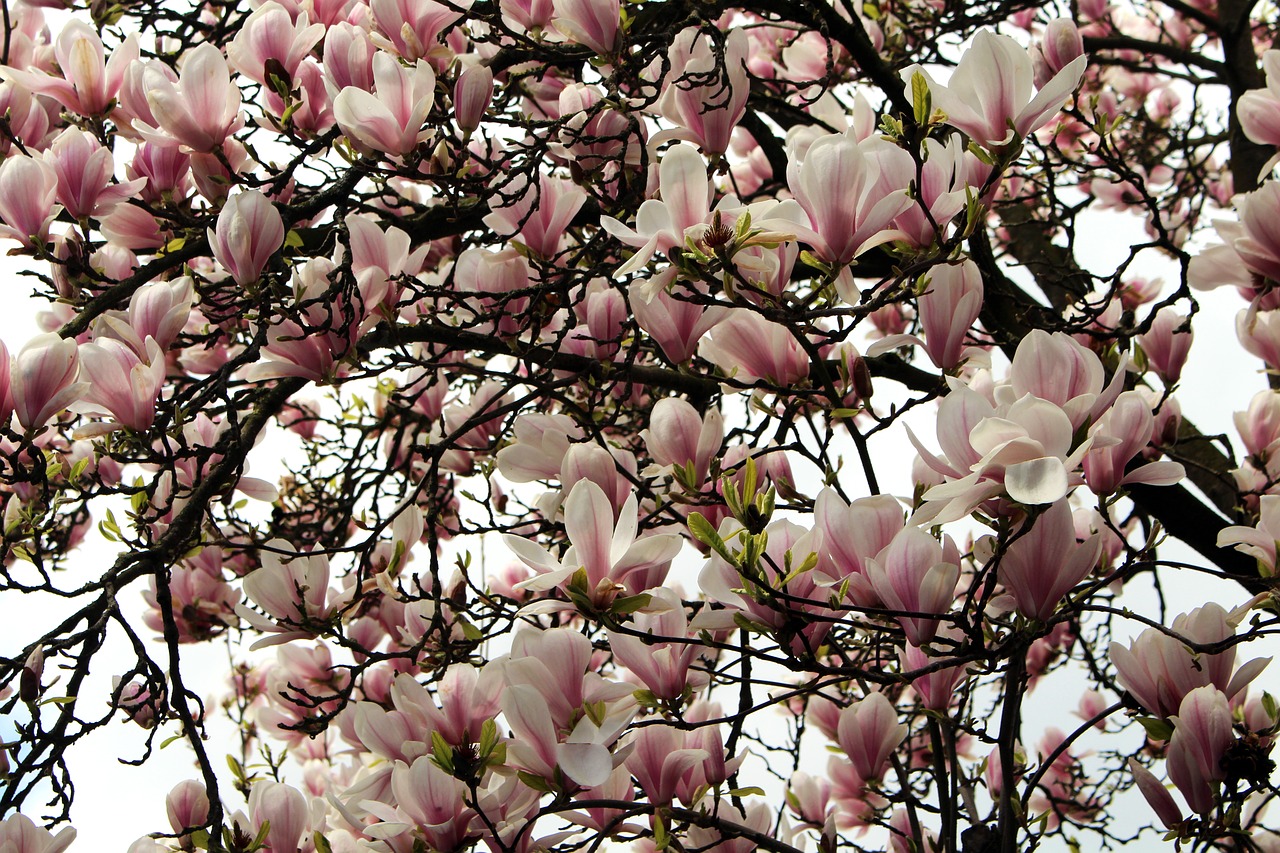 Magnolija, Gėlės, Žiedas, Žydėti, Pavasaris, Rožinis, Balta, Gamta, Žvaigždė Magnolija, Gražus